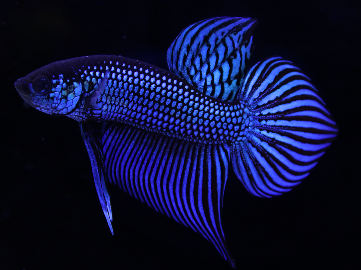 Mahachai Green Show Standard